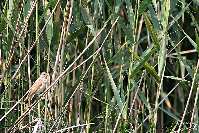 Usignolo di fiume?